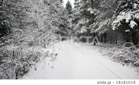 the winter road in the wood   18181018