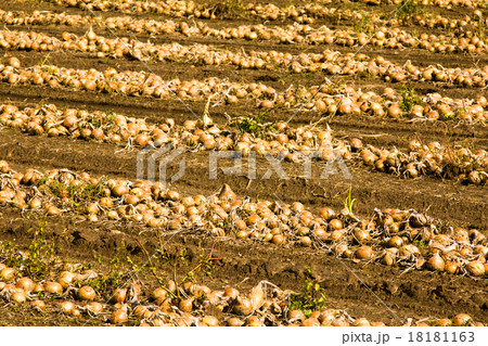 the onion field the onion field 18181163