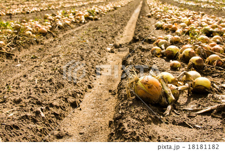the onion field. 18181182