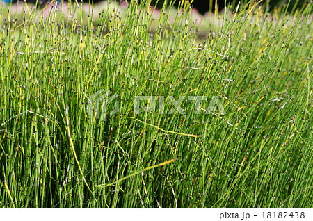 チシマヒメドクサ 18182438