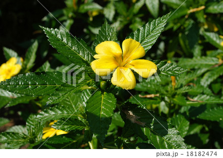 ツルネラ・ウルミフォリア ツルネラ・ウルミフォリア 18182474