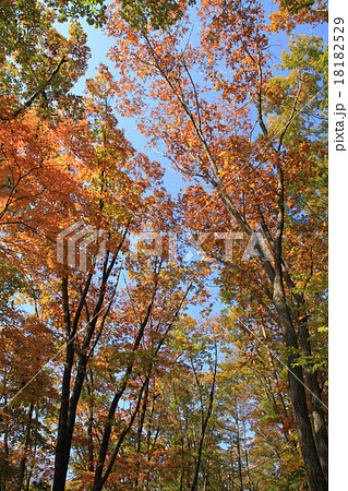 雑木林の紅葉 18182529