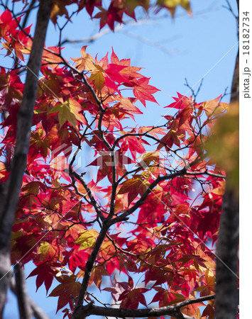 紅葉 18182734