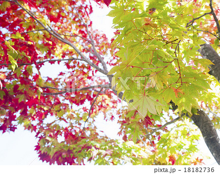 紅葉 18182736