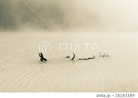 Driftwood in Foggy Lake 18183389