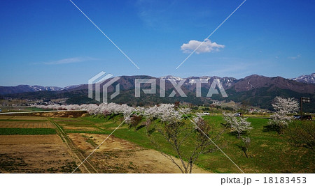 飯山市堤公園桜並木 飯山市堤公園桜並木 18183453