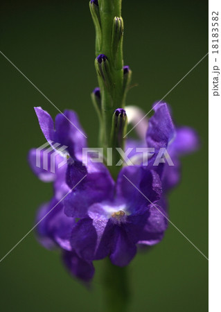 自然 植物 チリメンナガボソウ、花は同じ仲間のフトボナガボソウより見栄えがする感じがしますが・・・ 自然 植物 チリメンナガボソウ、花は同じ仲間のフトボナガボソウより見栄えがする感じがしますが・・・ 18183582