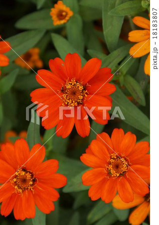 ヒャクニチソウ　ジニア 18183807