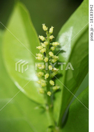 自然　植物　シマヤマヒハツ、八重山では庭木などにも使われ実は果実酒になるようです① 18183942