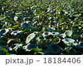 レンコン畑 18184406