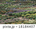花畑 18184407