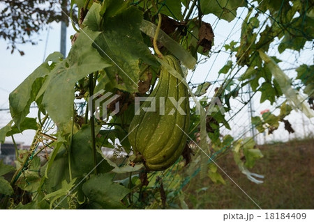 瓢箪 瓢箪 18184409