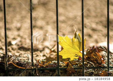 autumnal painted maple leaf behind a fence 18184958