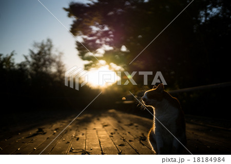 猫と夕焼けと奥行き 猫と夕焼けと奥行き 18184984