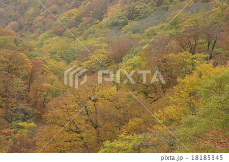 野地温泉付近の紅葉 野地温泉付近の紅葉 18185345