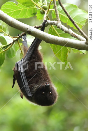 生き物　哺乳類　ヤエヤマオオコウモリ、メスです。カメラに向かっていいお顔。ちっちゃな耳が見えます 18185416
