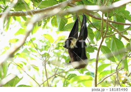 生き物　哺乳類　ヤエヤマオオコウモリ、オスです。森の中で頭上にこの格好を見たら逃げてください！！ 18185490