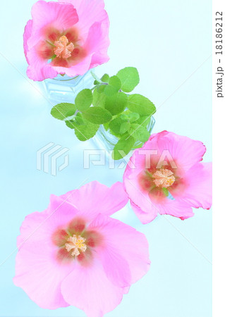 フヨウ フヨウ 18186212