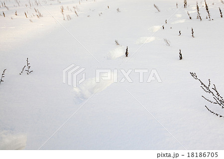 snow. Winter 18186705