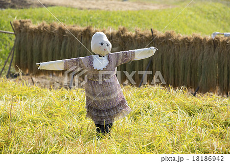 田んぼのカカシ 田んぼのカカシ 18186942