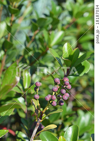 シャリンバイ（車輪梅）の実 18187034