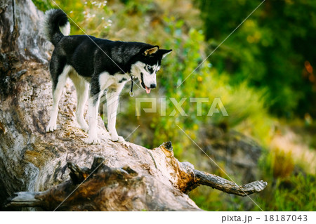 Young Happy Husky Eskimo Dog Sitting On Trunk Of A Young Happy Husky Eskimo Dog Sitting On Trunk Of A 18187043