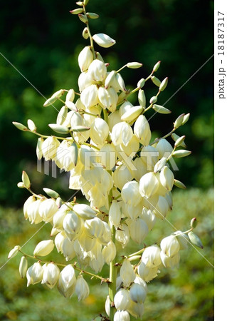 イトラン 18187317