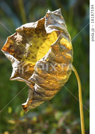 枯れる蓮の葉の写真素材