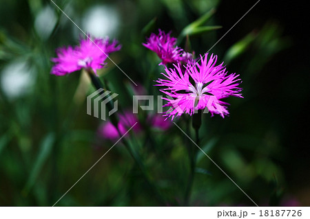 ナデシコ 紅色の花 ナデシコ 紅色の花 18187726