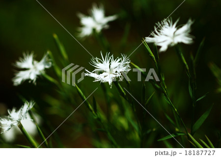 ナデシコ 白い花 ナデシコ 白い花 18187727