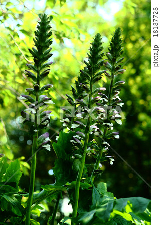 アカンサスの開花 18187728