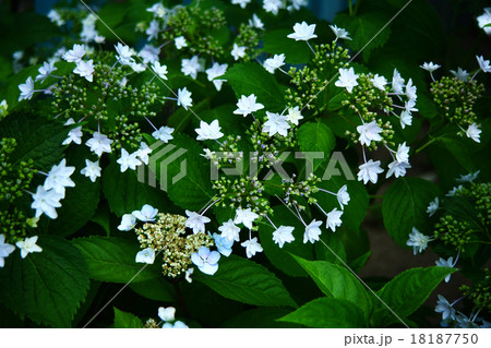 ガクアジサイ　隅田の花火 18187750