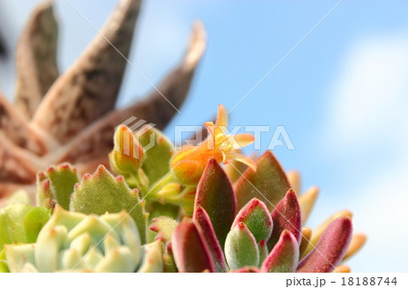 多肉植物の寄せ植え　熊童子の花 18188744