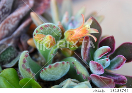 多肉植物の寄せ植え 熊童子の花 多肉植物の寄せ植え 熊童子の花 18188745