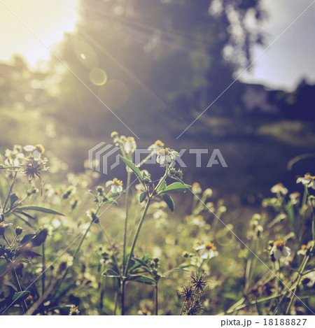 Vintage photo of beautiful flower and sunlight 18188827