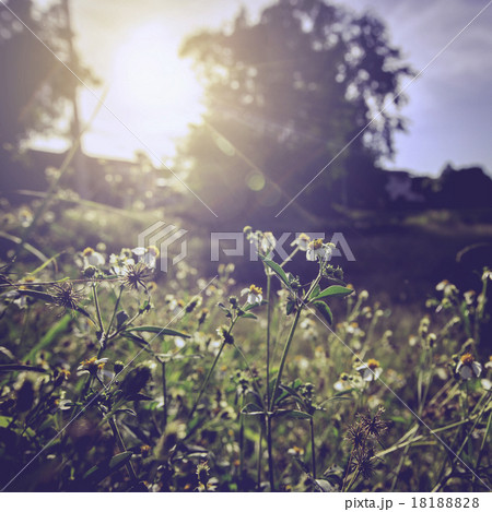 Vintage photo of beautiful flower and sunlight 18188828