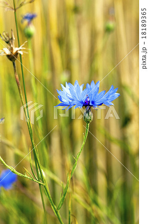 cornflowers  18189365