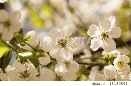 apple-tree flowers apple-tree flowers 18189391