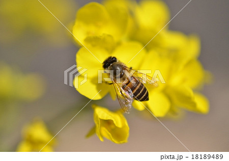 日本ミツバチと菜の花　菜の花　ミツバチ　みつばち　高尾野町　出水市　鹿児島県 18189489