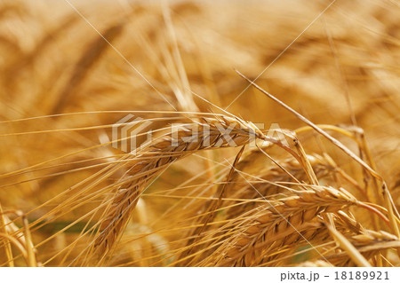 mature rye mature rye 18189921