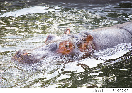 泳ぐカバ 泳ぐカバ 18190295