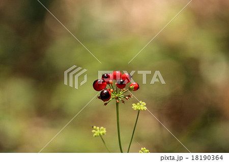 7月のソウシショウニンジン 7月のソウシショウニンジン 18190364