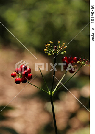 7月のソウシショウニンジン 7月のソウシショウニンジン 18190369