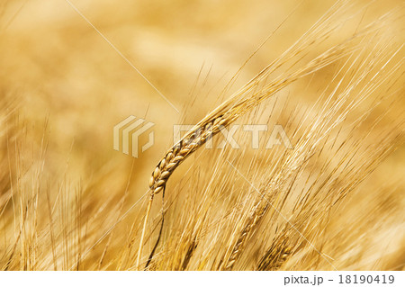 the ripened cereals  18190419