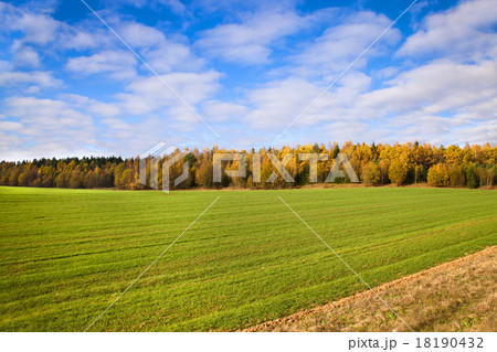 green unripe grains green unripe grains 18190432