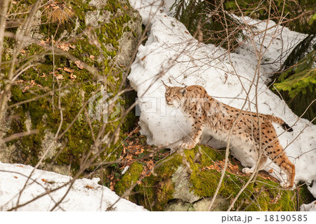 Lynx portrait on the snow background 18190585