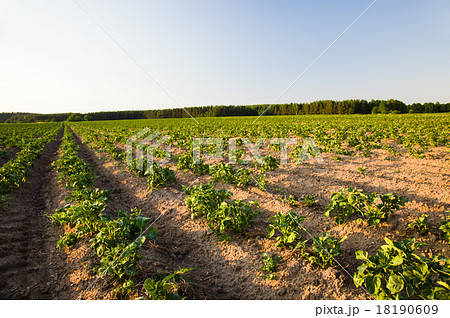 potato field 18190609