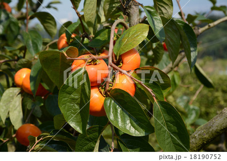 フユウガキ フユウガキ 18190752