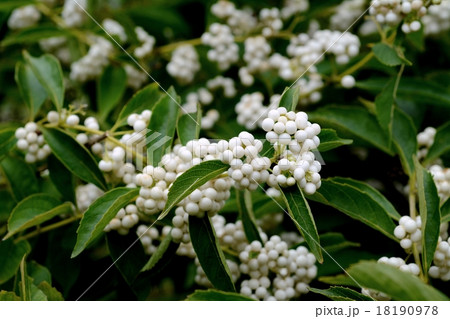 シラタマコシキブ シラタマコシキブ 18190978