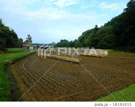 里山田んぼのはさがけ 里山田んぼのはさがけ 18191015